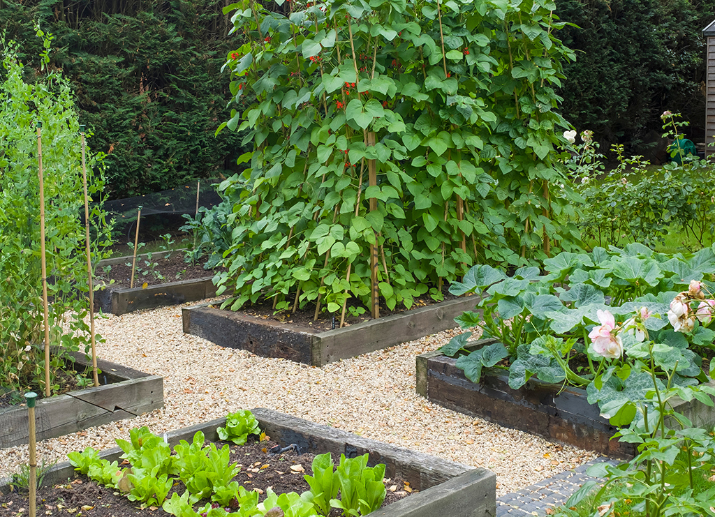 Vegetables growing in a large vegetable patch in a garden in England, UK